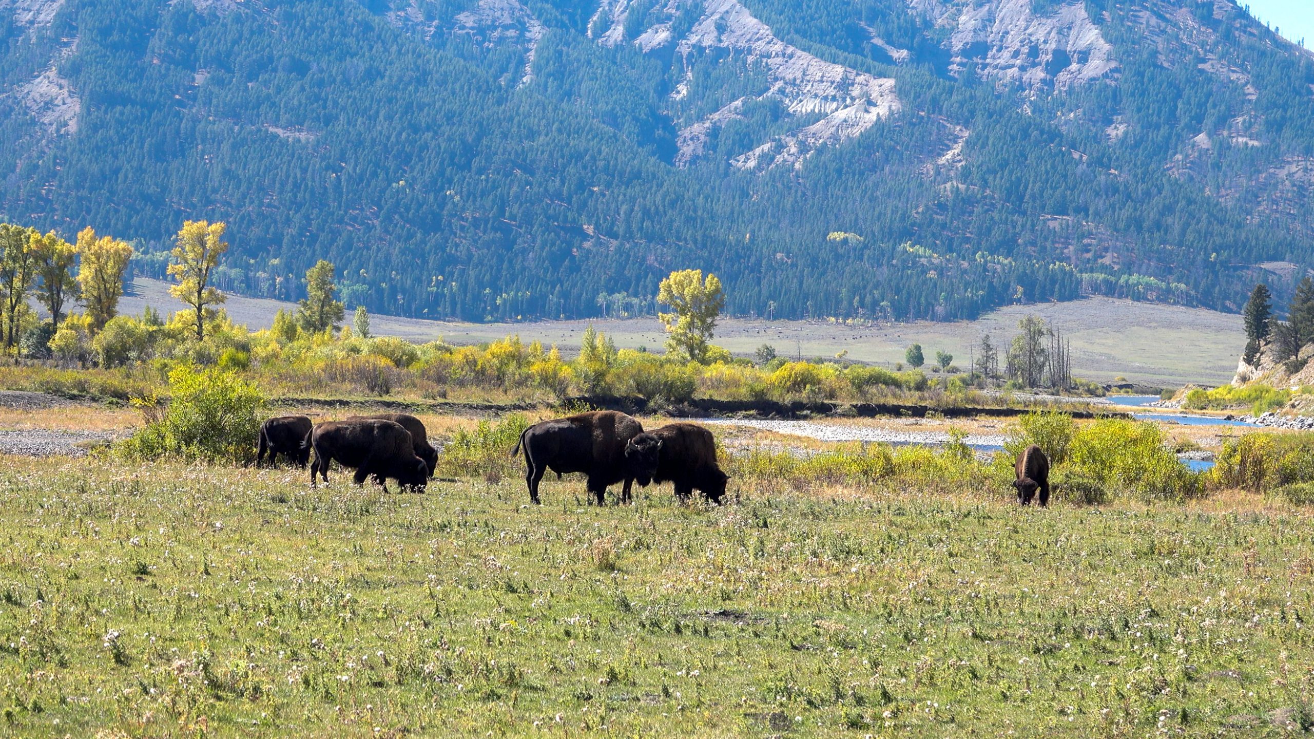 The Bison of Yellowstone