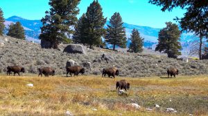 Wild Bison in Yellowstone