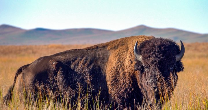 Dakota Pure Bison Bull